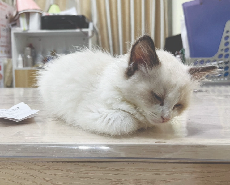 貓咪臨終症狀