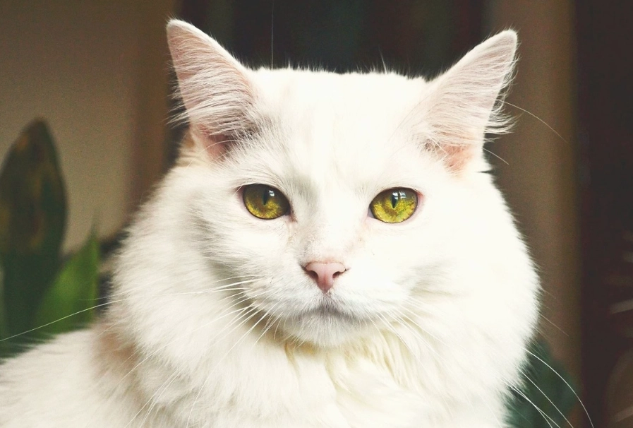 猫咪临终照护 猫咪临终照护