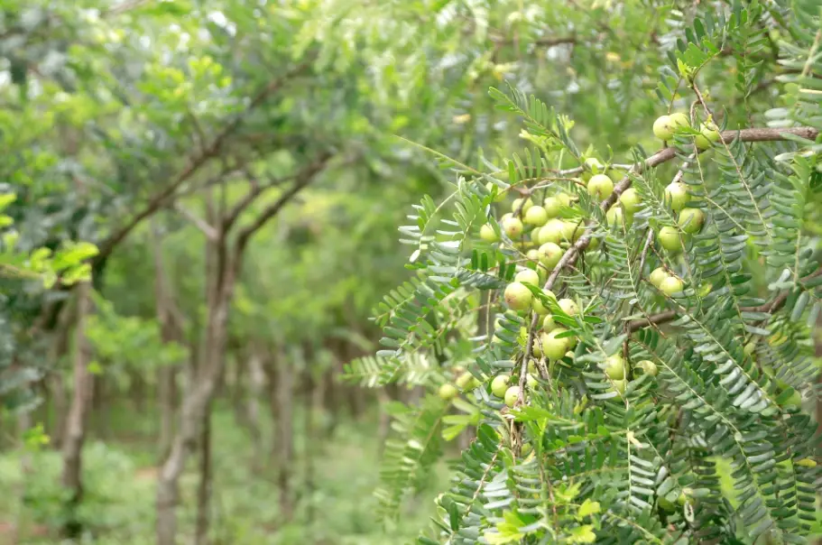 油甘種植技巧 油甘種植技巧