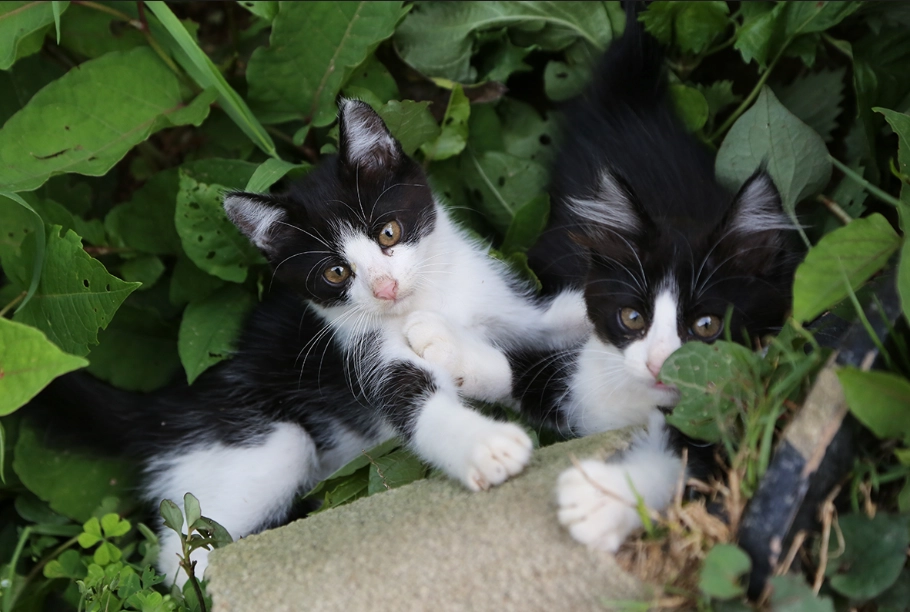 貓咪長壽秘訣