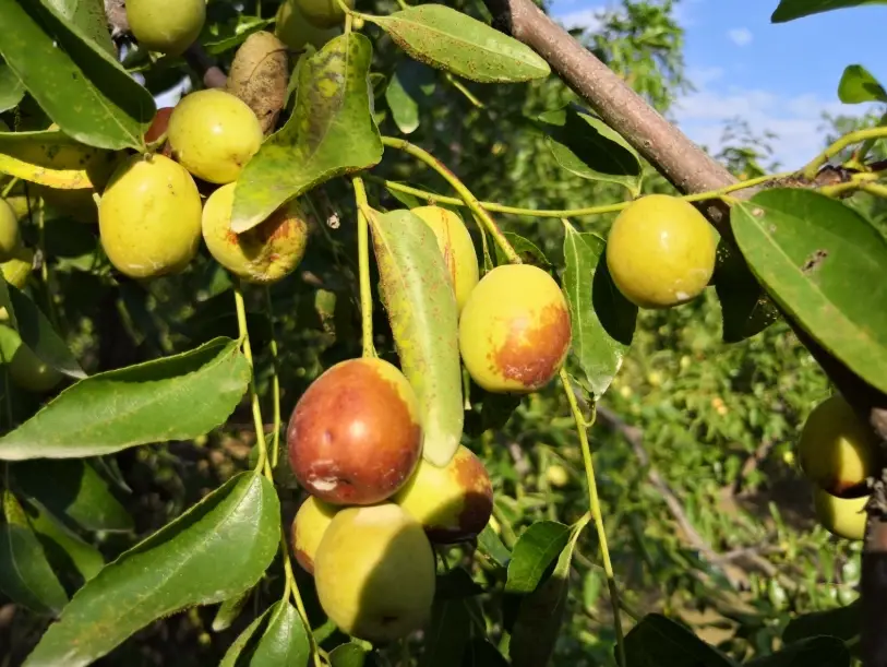 金絲蜜棗怎麼吃 金絲蜜棗怎麼吃