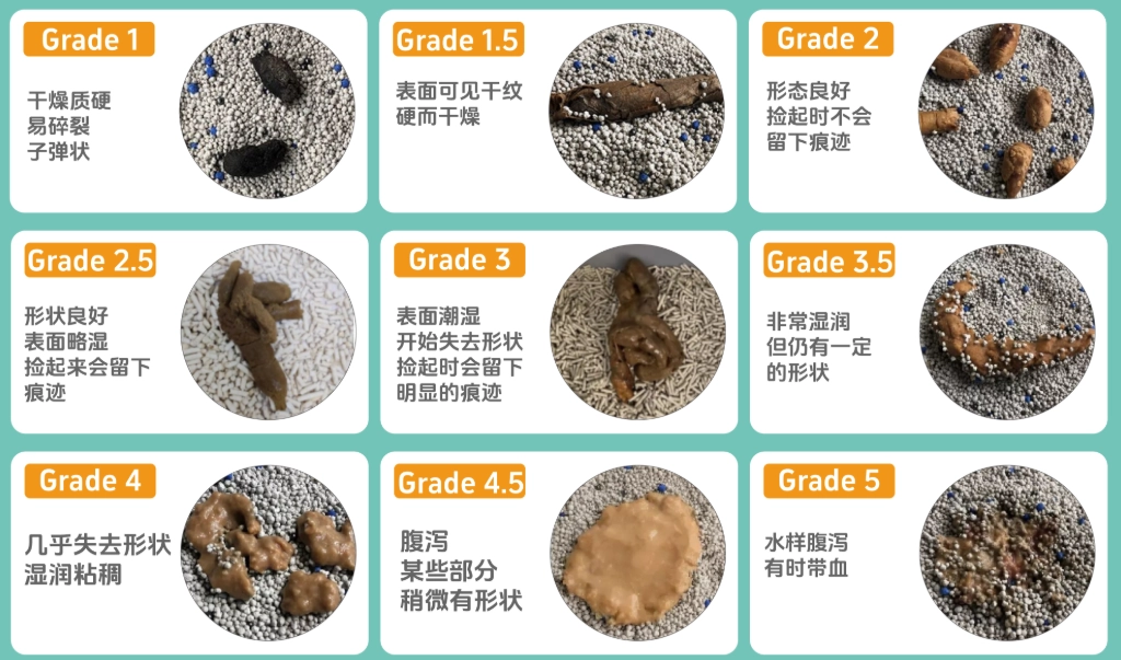 貓咪拉肚子怎麼辦