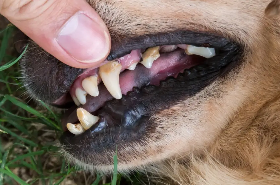 狗狗牙齒黑點怎麼辦？獸醫教你分辨牙結石、蛀牙與色素沉澱