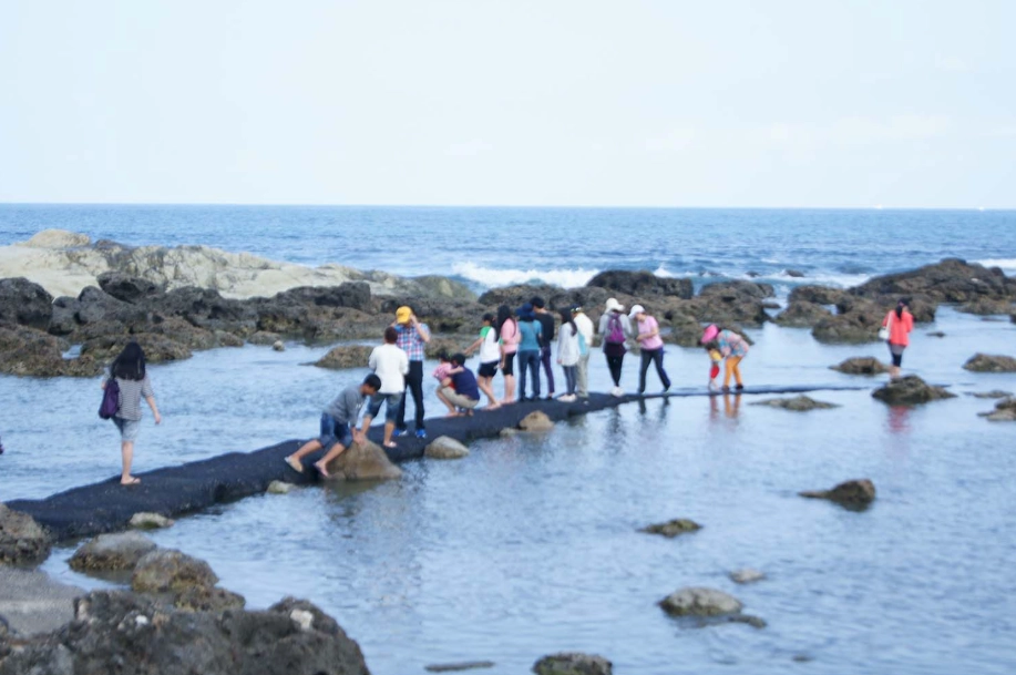 加母子灣海底生態 加母子灣海底生態