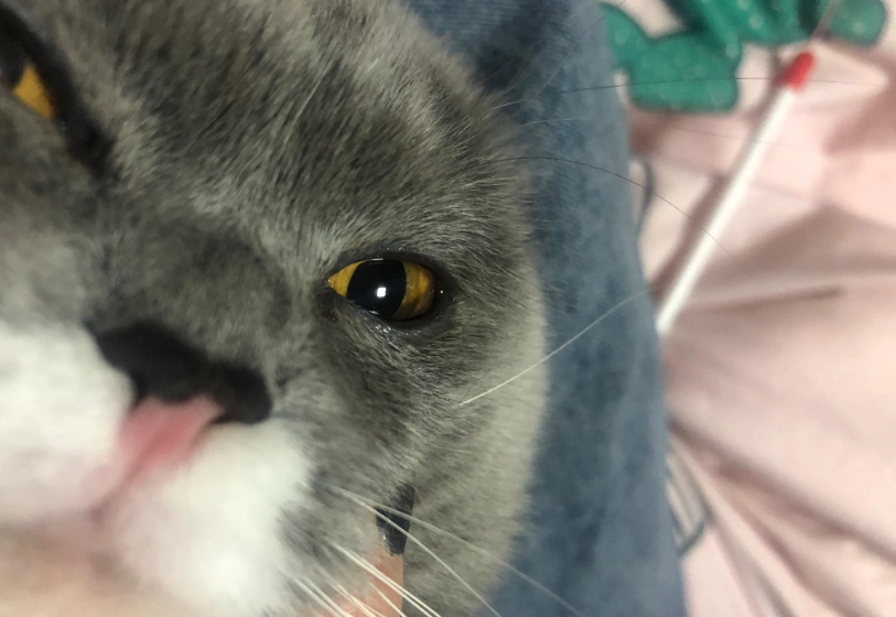 貓咪流眼淚原因 貓咪流眼淚原因
