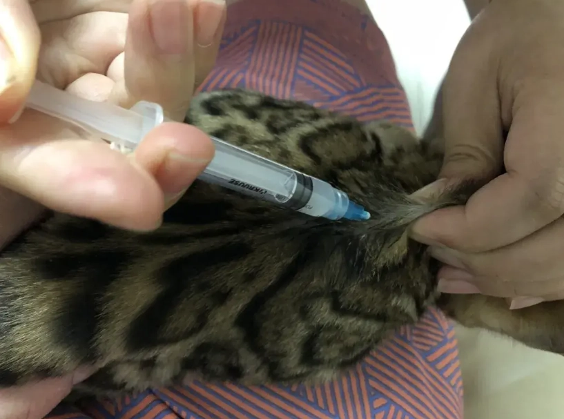 貓咪四合一疫苗施打時間