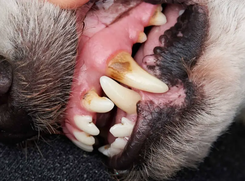 狗狗牙齒護理 狗狗牙齒護理