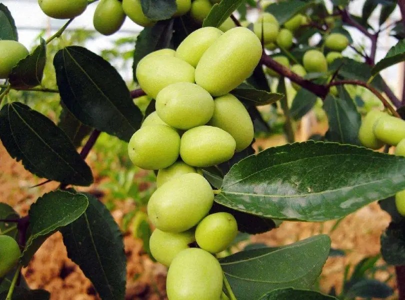 金絲蜜棗禁忌 金絲蜜棗禁忌