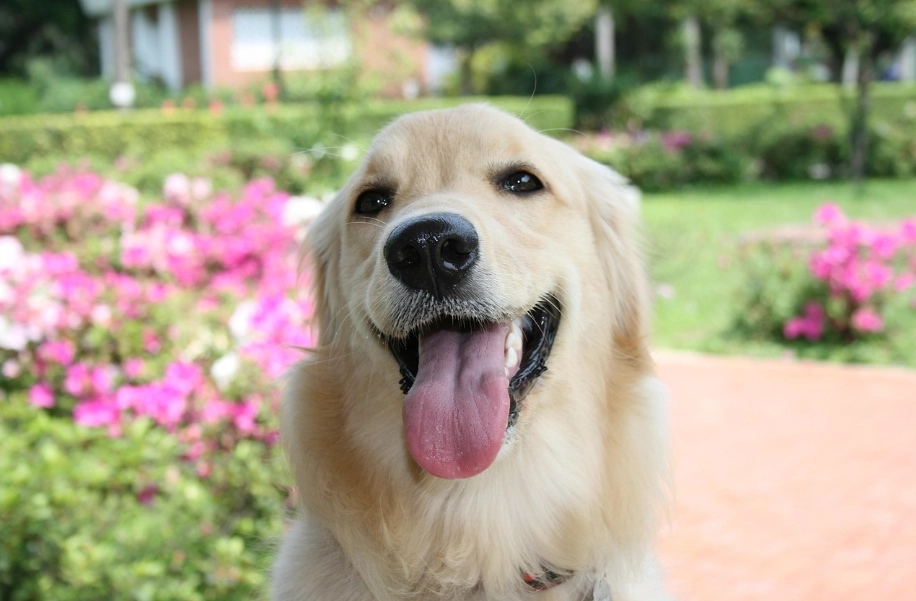 黃金獵犬髖關節 黃金獵犬髖關節