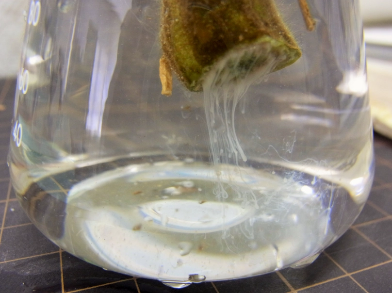 青欖蘋果水功效 青欖蘋果水功效