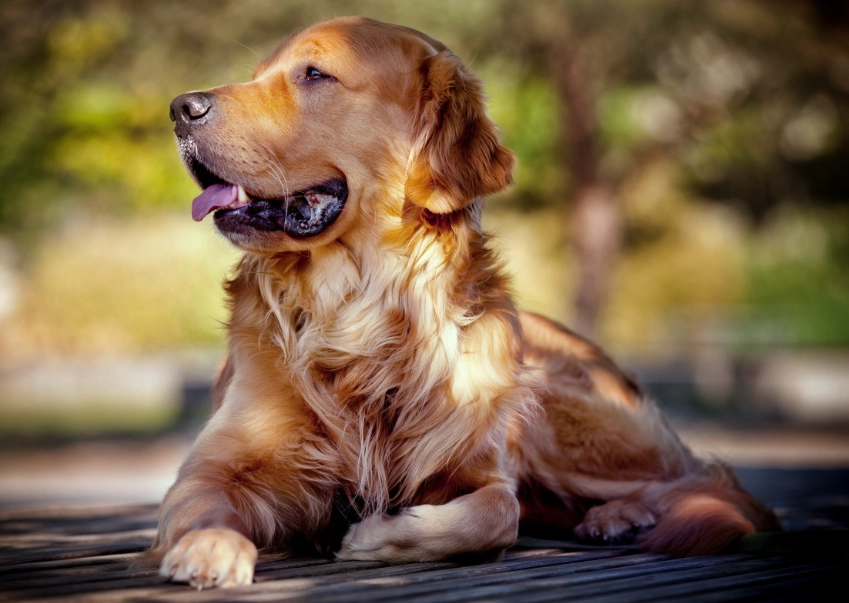 黃金獵犬髖關節 黃金獵犬髖關節