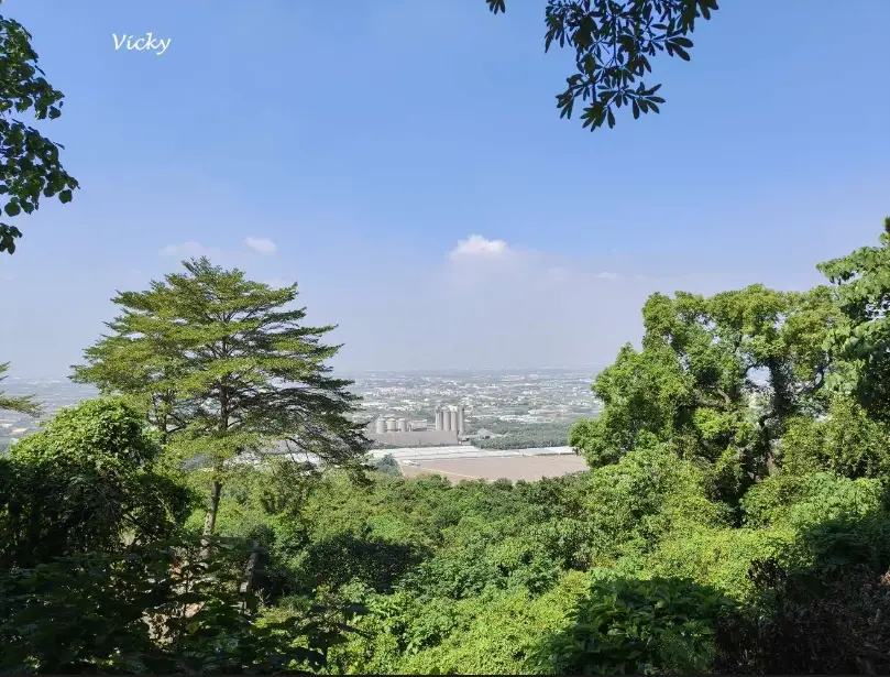 大崗山品茶 大崗山品茶
