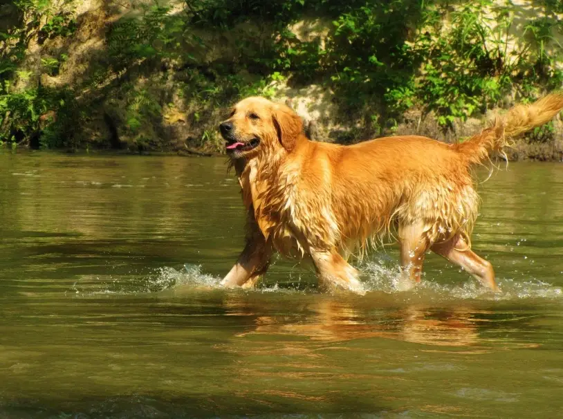 黃金獵犬髖關節 黃金獵犬髖關節