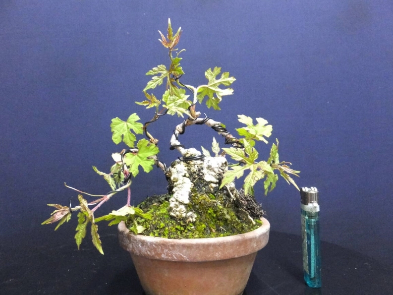 樹葡萄種植 樹葡萄種植