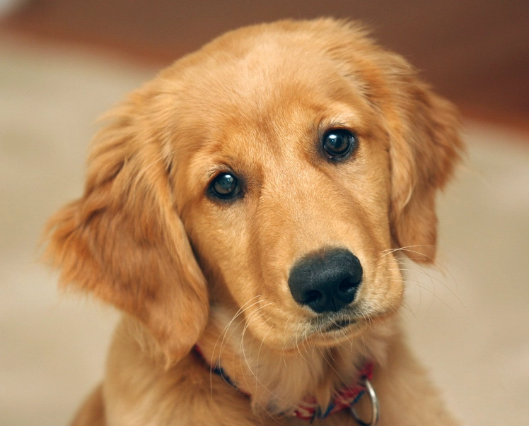 黃金獵犬關節炎 黃金獵犬關節炎