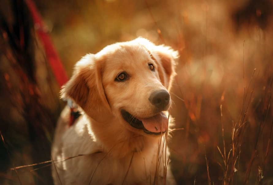 黃金獵犬關節保健：3大常見問題與照護方法