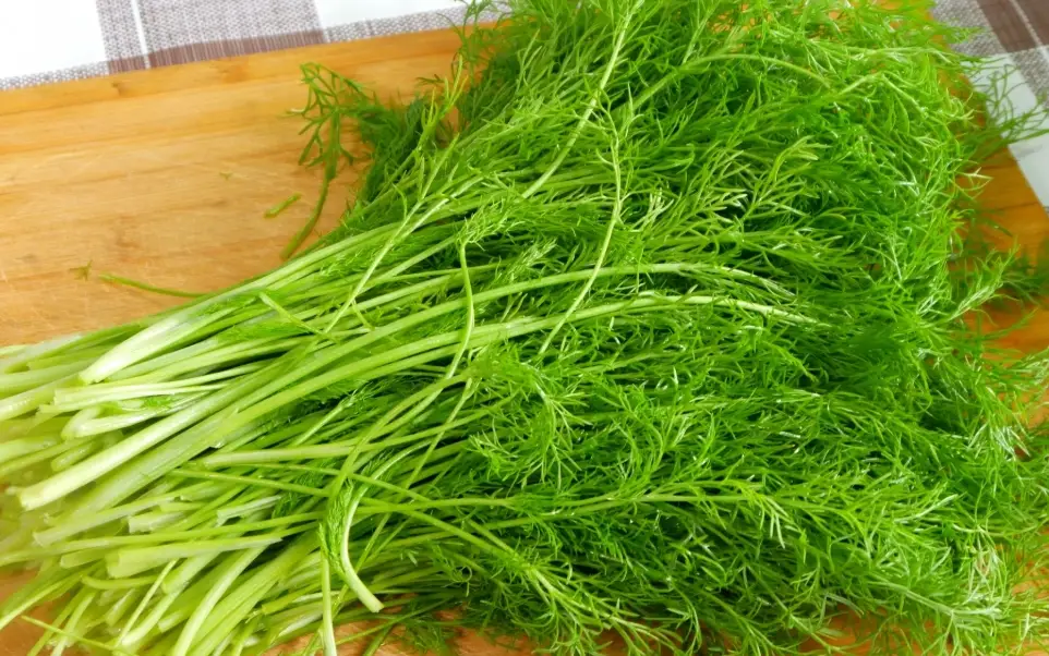 茴香素食食譜 茴香素食食譜