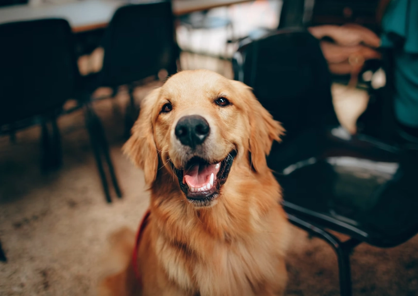 黃金獵犬關節炎 黃金獵犬關節炎