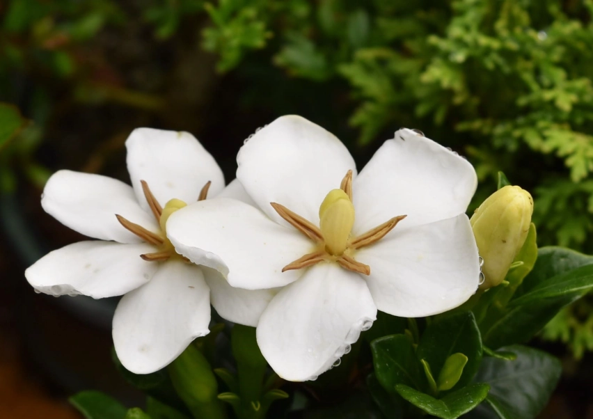梔子花照顧 梔子花照顧