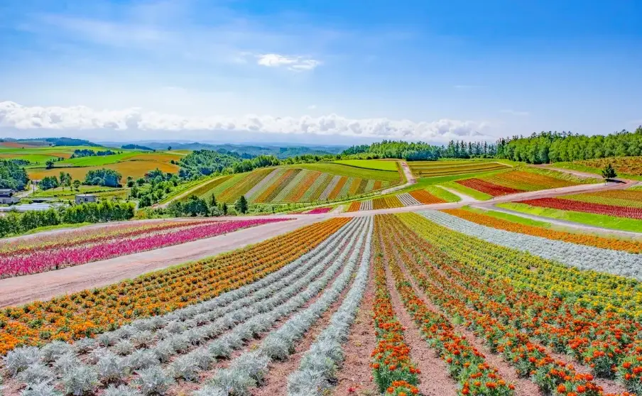 北海道自由行 北海道自由行