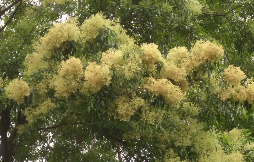 光臘樹樹液 光臘樹樹液