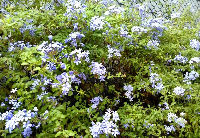 藍雪花花期