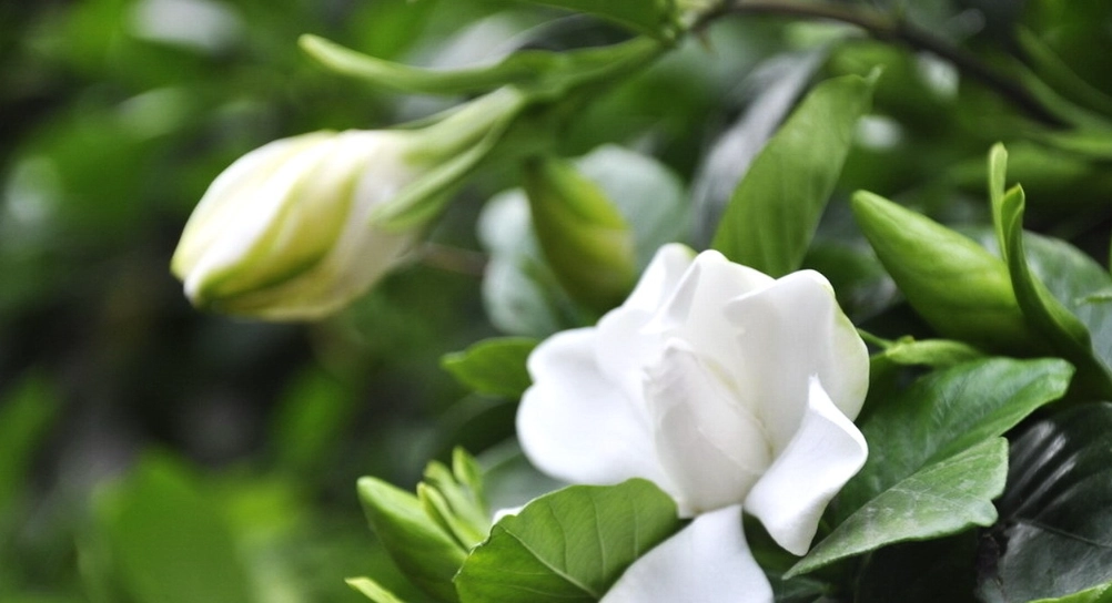 梔子花黃葉 梔子花黃葉