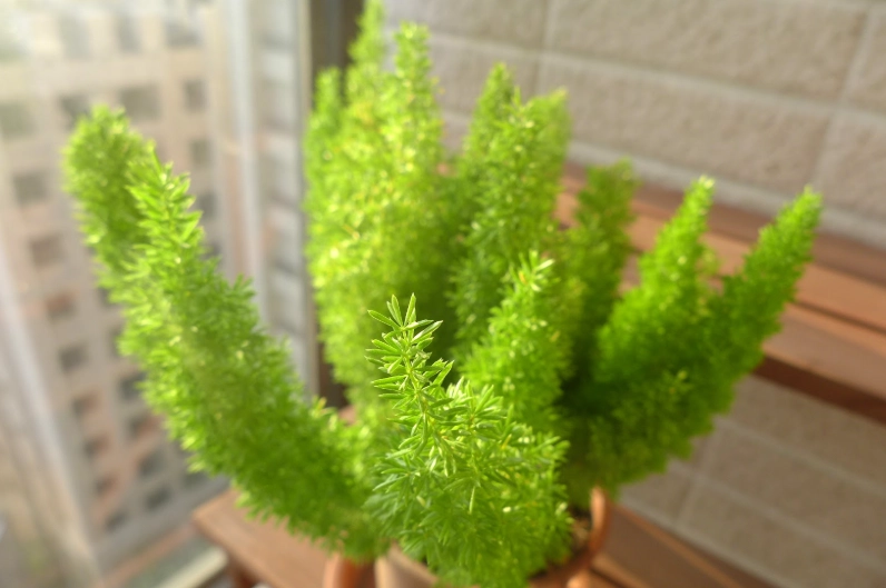 狐狸尾巴植物