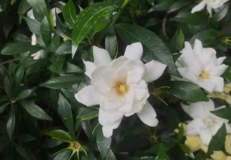 梔子花照顧 梔子花照顧