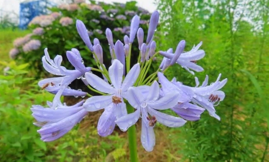 代表永恆的愛的花