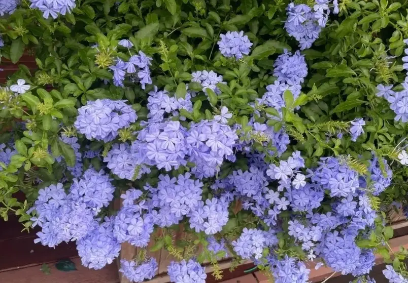 藍雪花種植