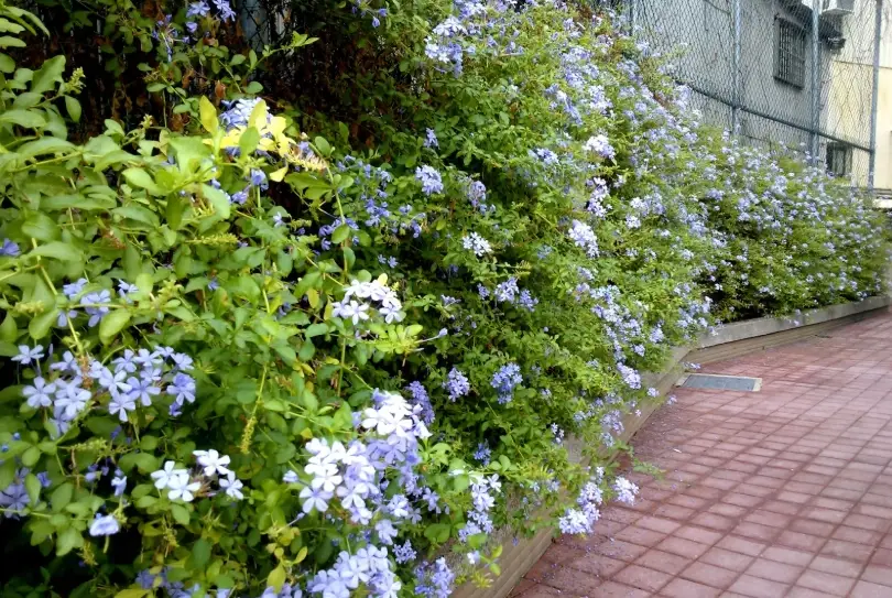 藍雪花花語