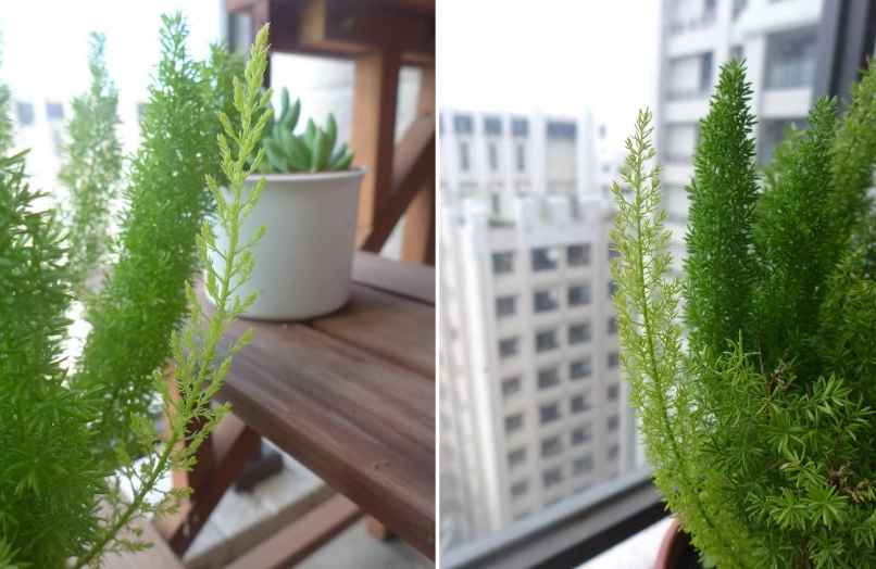 室內觀葉植物照顧 室內觀葉植物照顧