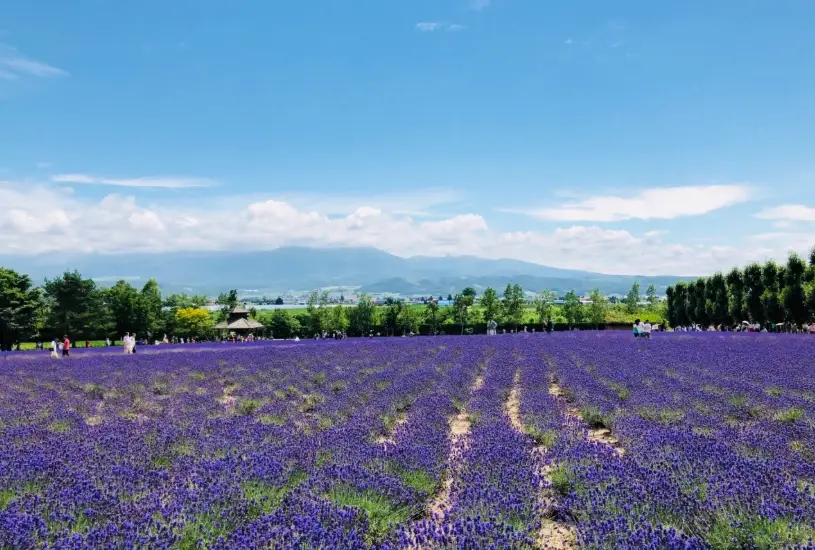 北海道自由行 北海道自由行