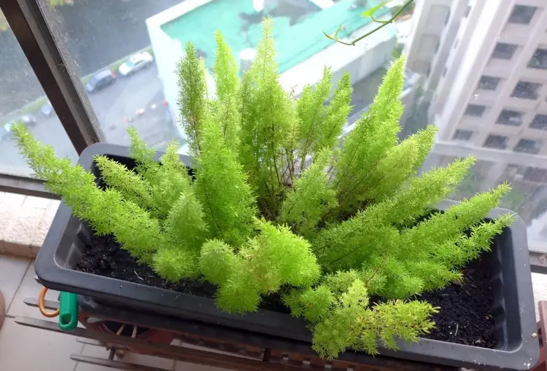 室內觀葉植物照顧 室內觀葉植物照顧