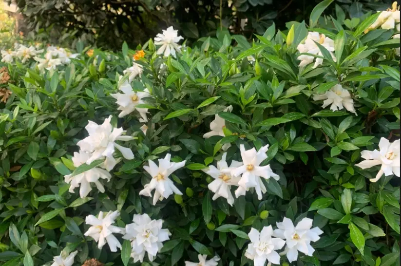 梔子花照顧 梔子花照顧