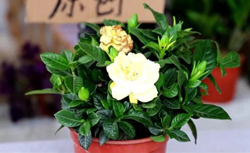 梔子花黃葉 梔子花黃葉