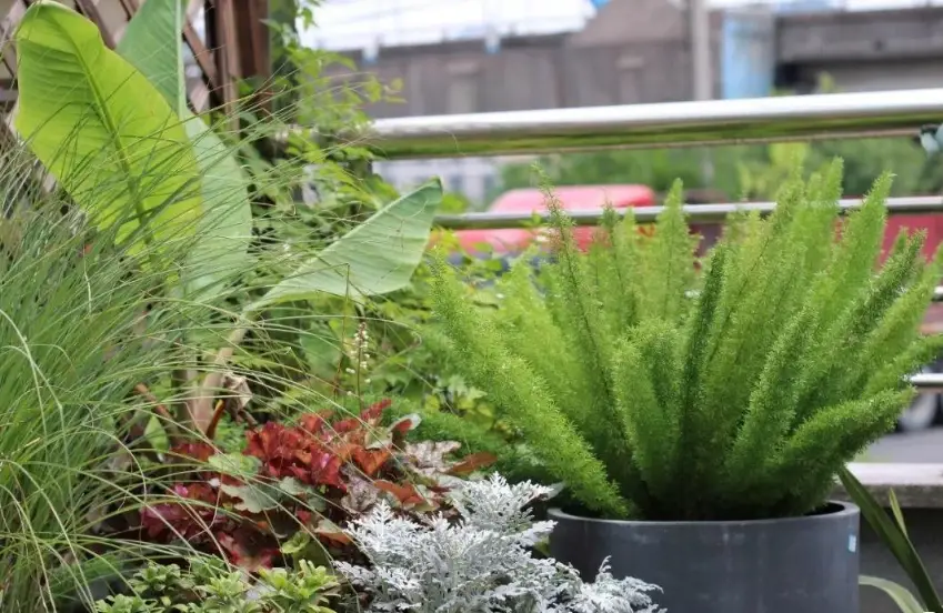 室內觀葉植物照顧 室內觀葉植物照顧