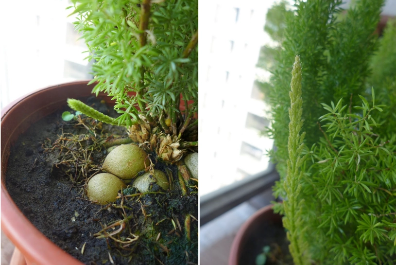 室內觀葉植物照顧 室內觀葉植物照顧