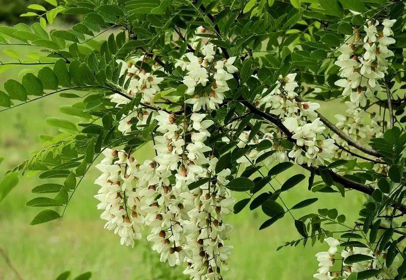 相思樹花期 相思樹花期