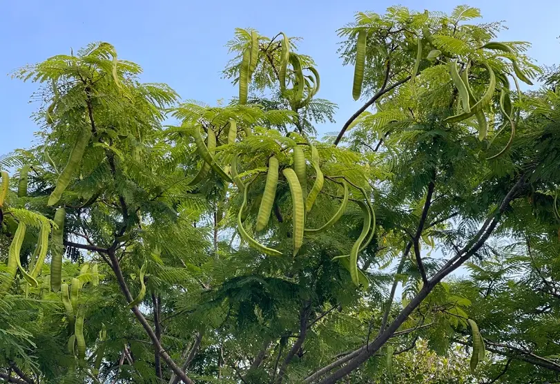 鳳凰木種子種植 鳳凰木種子種植