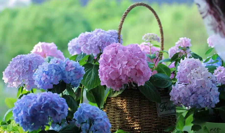 繡球花種植