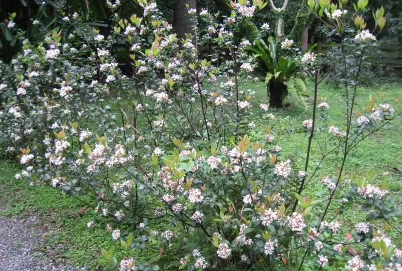 田代氏石斑木：不再掉葉與不開花，台灣原生海濱植物照顧筆記