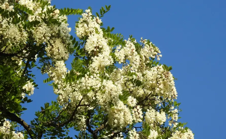 相思樹蜜 相思樹蜜