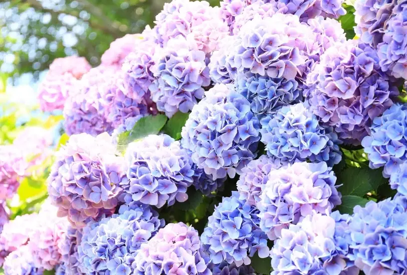 耐熱繡球花品種