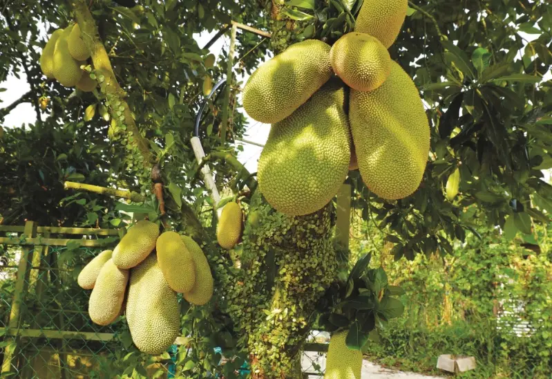 波羅蜜產季 波羅蜜產季