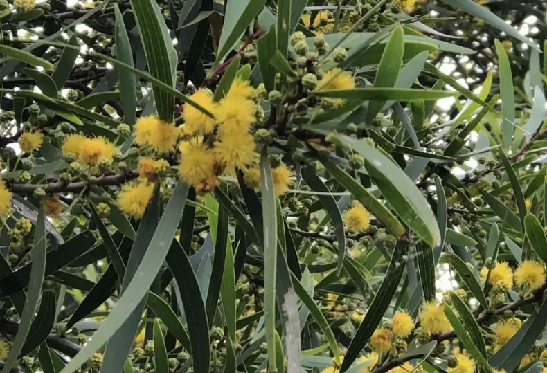 相思樹花期 相思樹花期