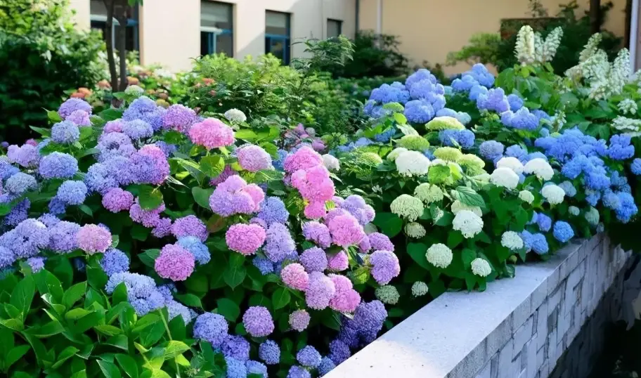 耐熱繡球花品種
