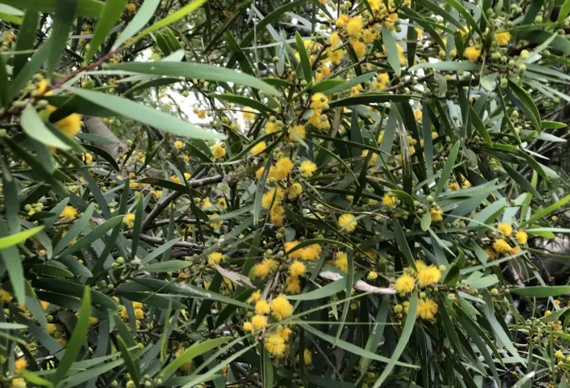 相思樹蜜 相思樹蜜