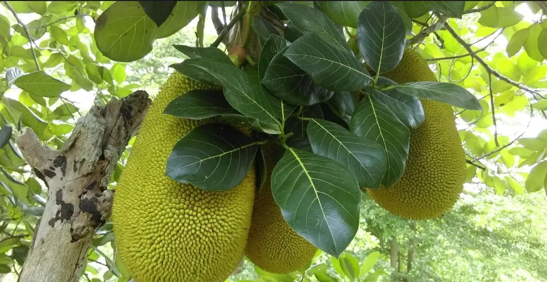 波羅蜜產季 波羅蜜產季